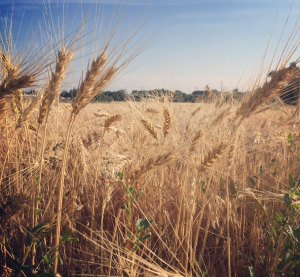 Kansas Wheat