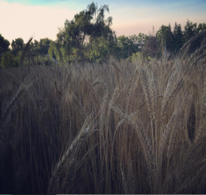 Wheat Discovery Garden